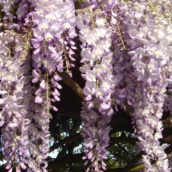 04.15.05. Rosengarten mit Ursi 036.jpg