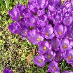 05.03.22. Friedhof 036.jpg