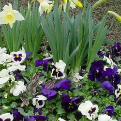 05.03.28.-Friedhof-004.jpg