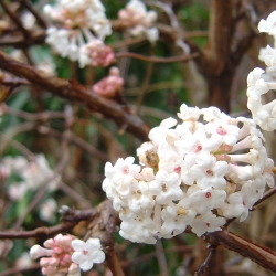 05.12.06. Winterblumen 020.jpg