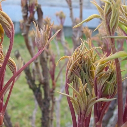 2008.03.08 Blumen 018.jpg